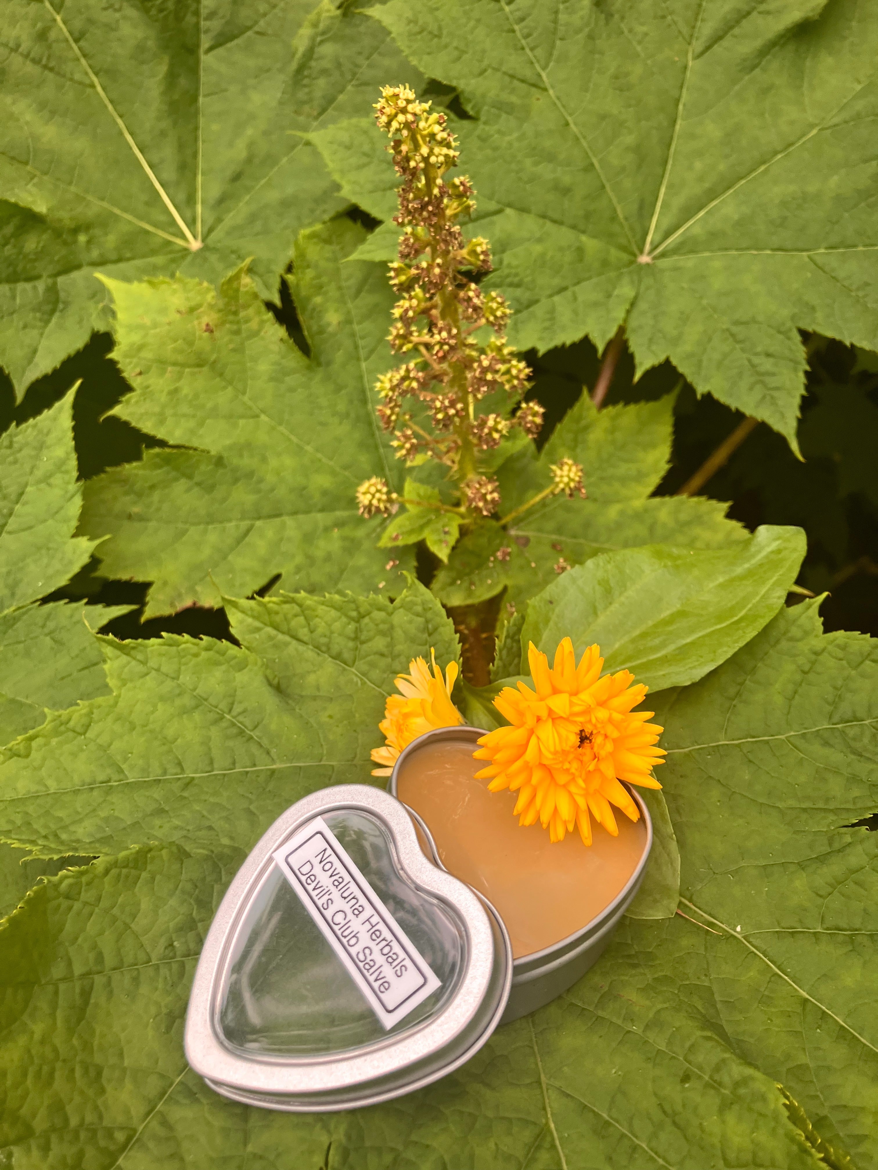 Potent Devil's Club Salve